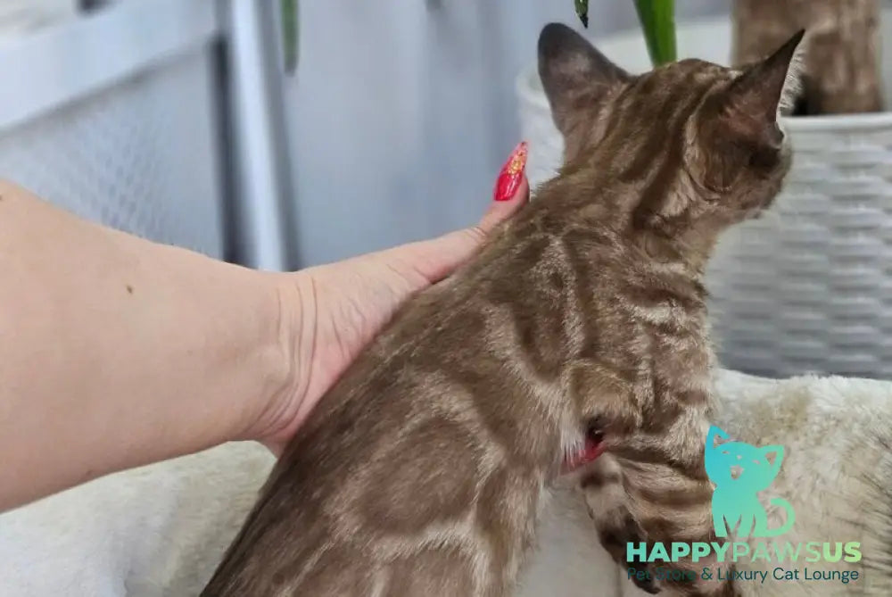 Cashmere Bengal male black spotted tabby pointed - live animals