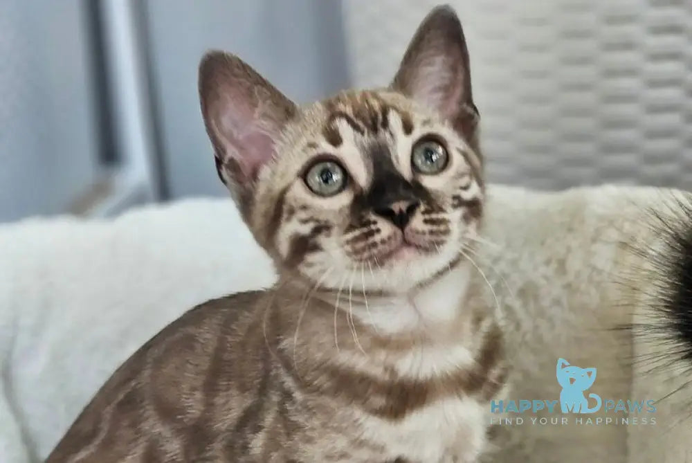 Cashmere Bengal male black spotted tabby pointed - live animals