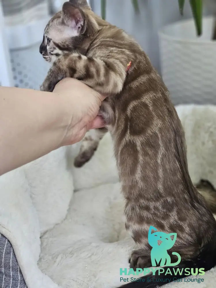 Cashmere Bengal male black spotted tabby pointed - live animals