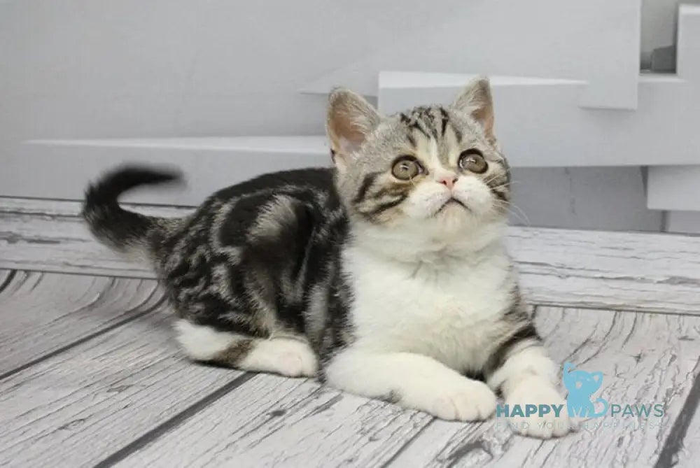 Caspar Scottish Straight male black silver tabby bicolour live animals