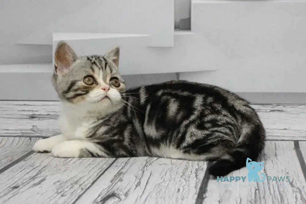 Caspar Scottish Straight male black silver tabby bicolour live animals