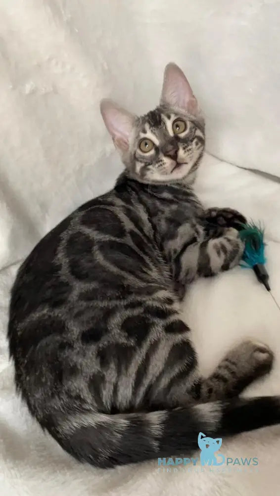 Casper Bengal male black amber spotted tabby live animals