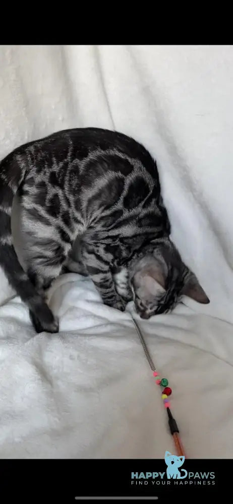 Casper Bengal male black amber spotted tabby live animals