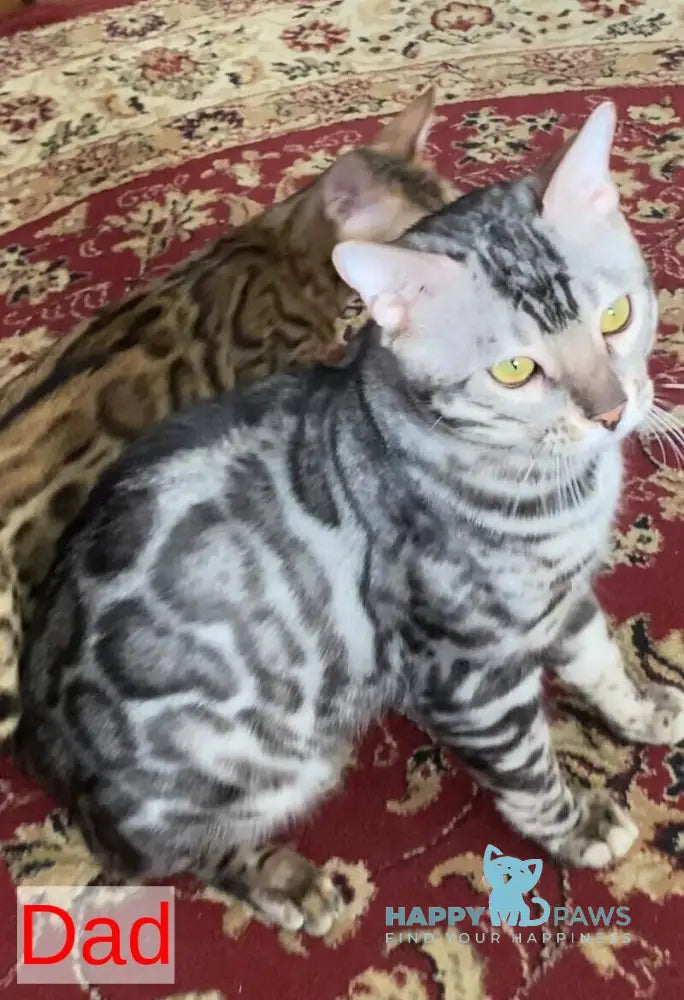 Casper Bengal male black amber spotted tabby live animals