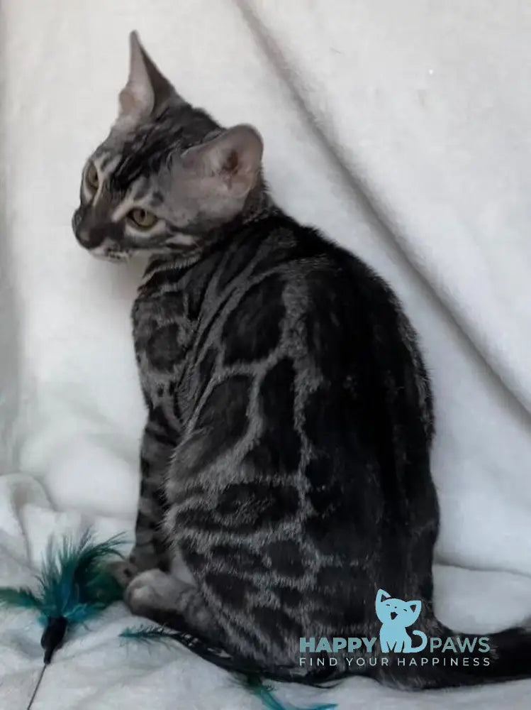 Casper Bengal male black amber spotted tabby live animals