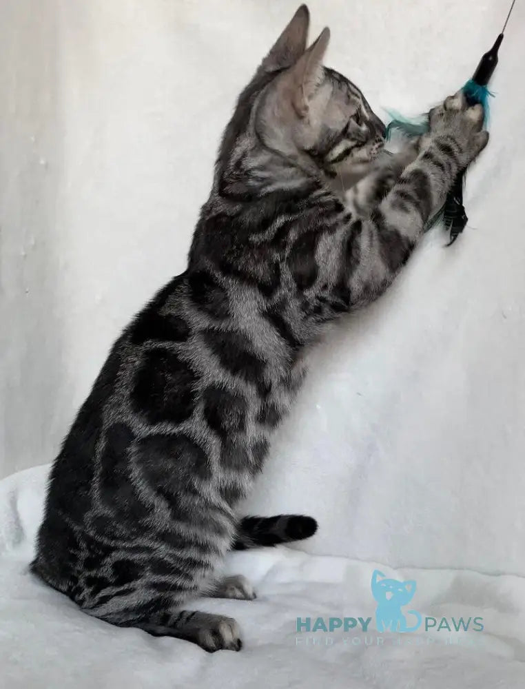 Casper Bengal male black amber spotted tabby live animals