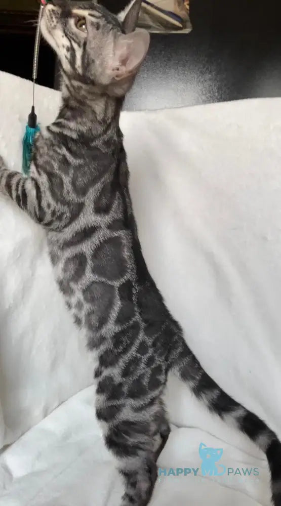 Casper Bengal male black amber spotted tabby live animals