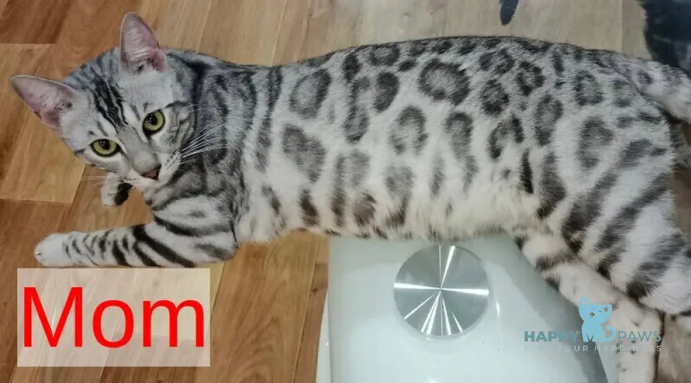 Casper Bengal male black amber spotted tabby live animals