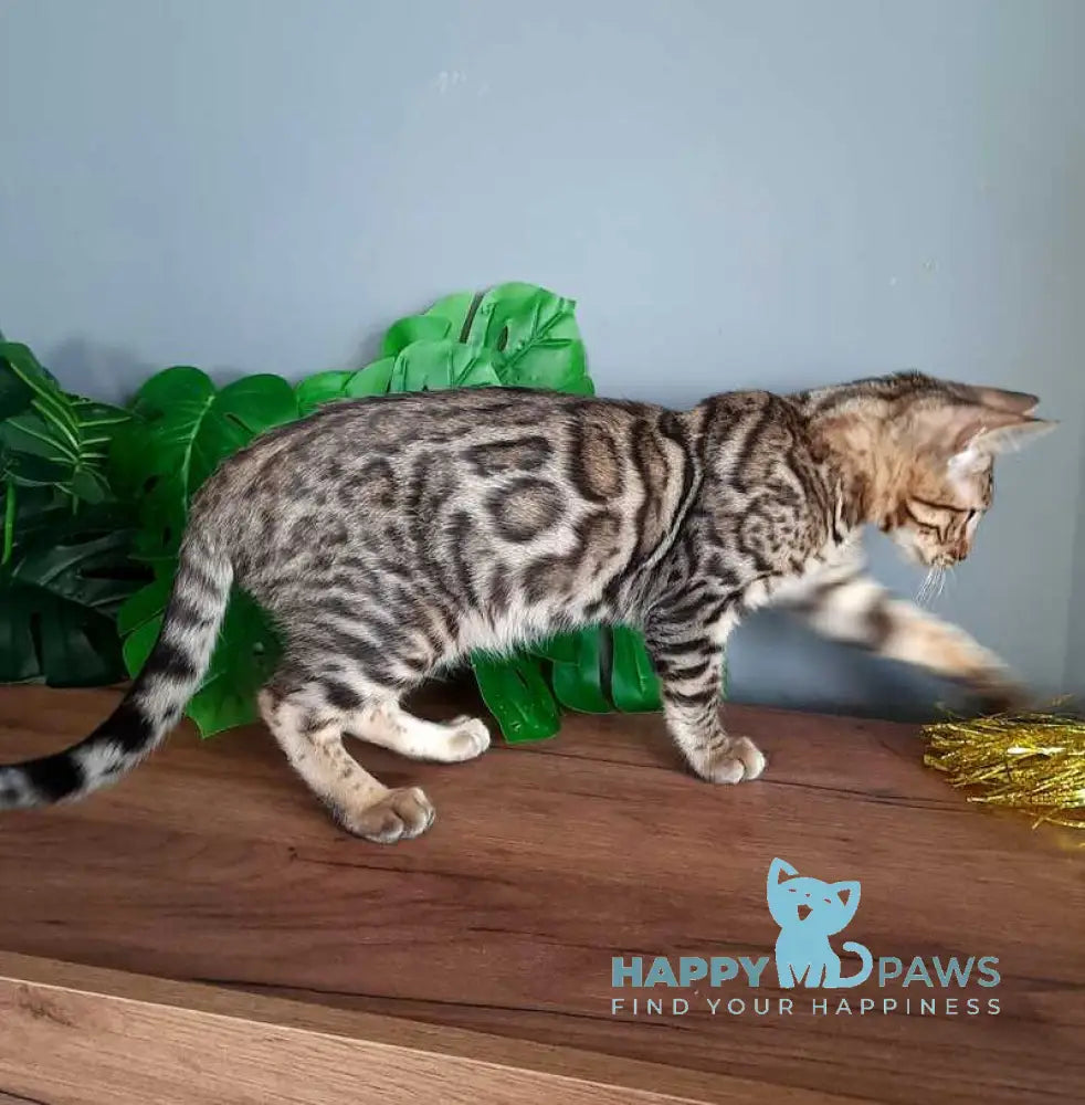Casper Bengal male black spotted tabby live animals