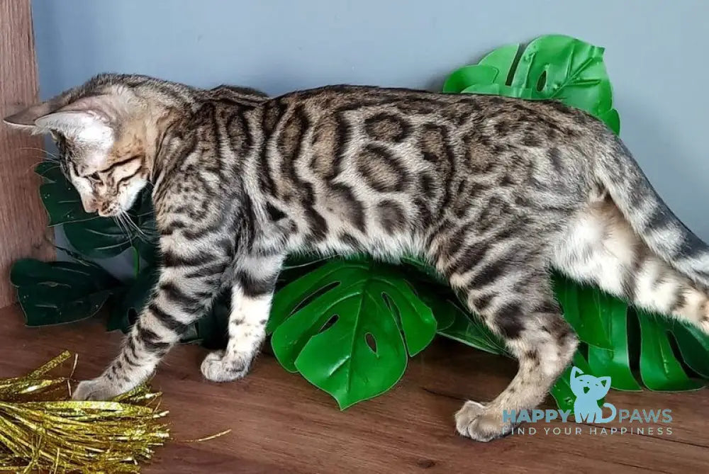 Casper Bengal male black spotted tabby live animals