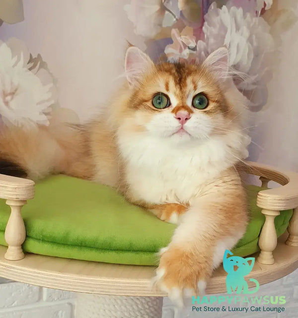 Casper British Longhair male black golden chinchilla - live animals