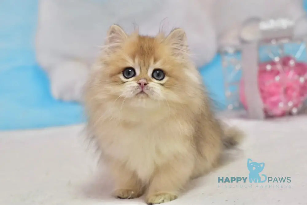 Casper British Longhair male black golden shaded live animals