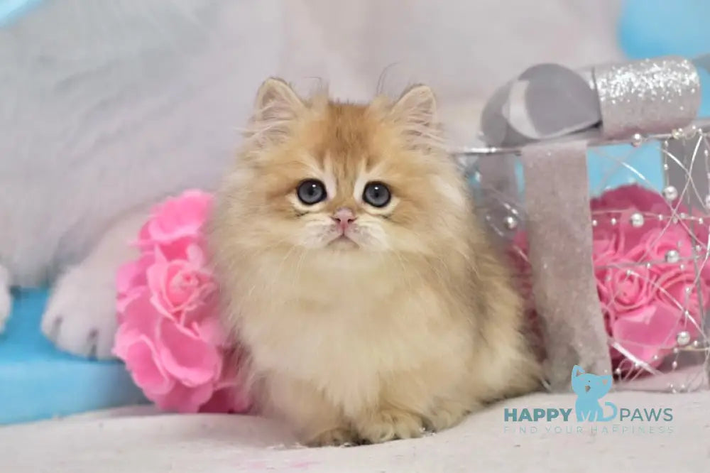 Casper British Longhair male black golden shaded live animals