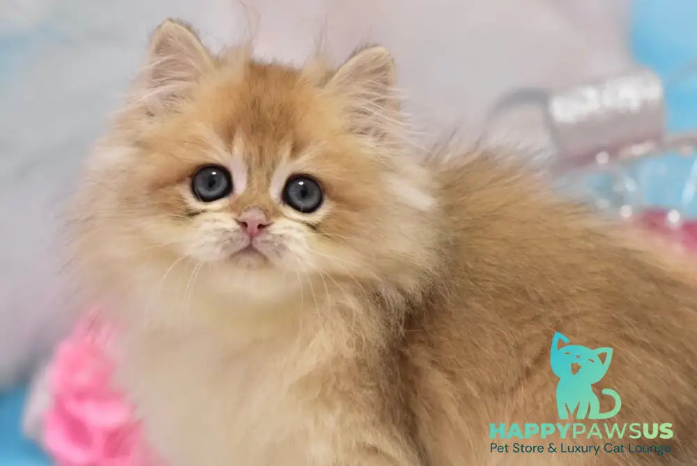 Casper British Longhair male black golden shaded live animals