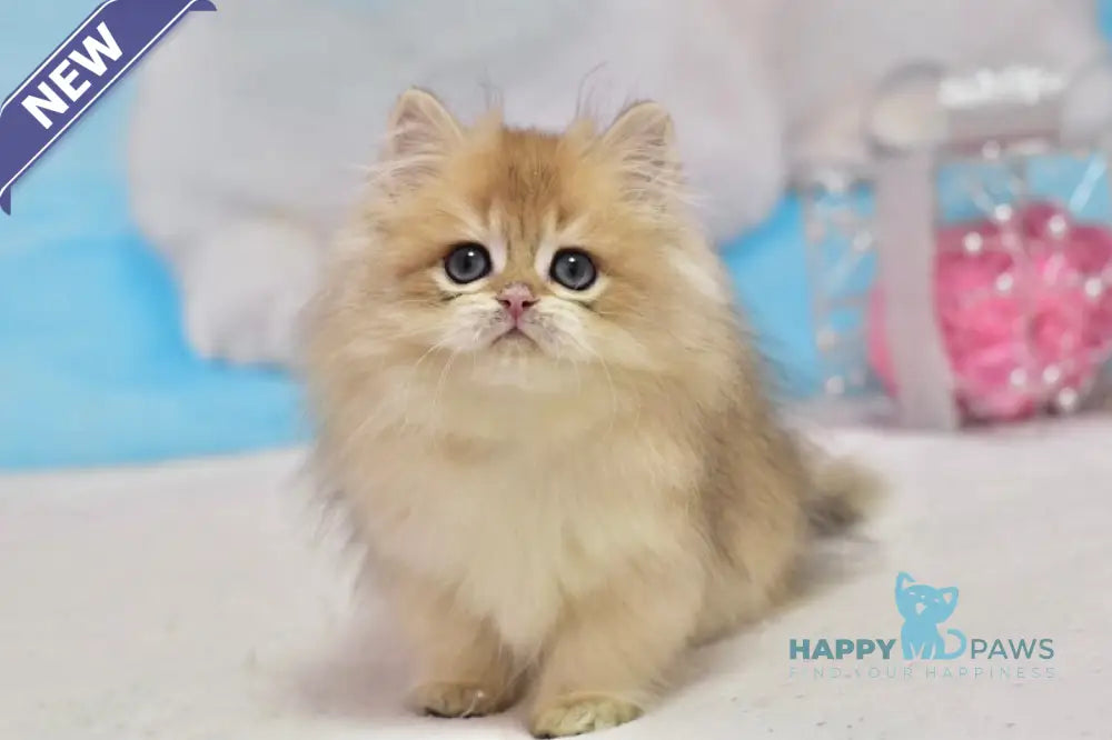 Casper British Longhair male black golden shaded live animals