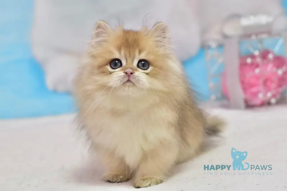 Casper British Longhair male black golden shaded live animals