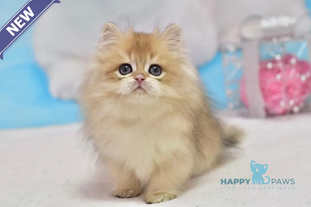 Casper British Longhair male black golden shaded live animals