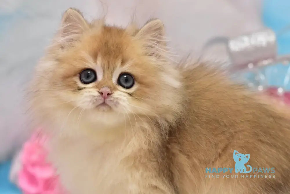 Casper British Longhair male black golden shaded live animals