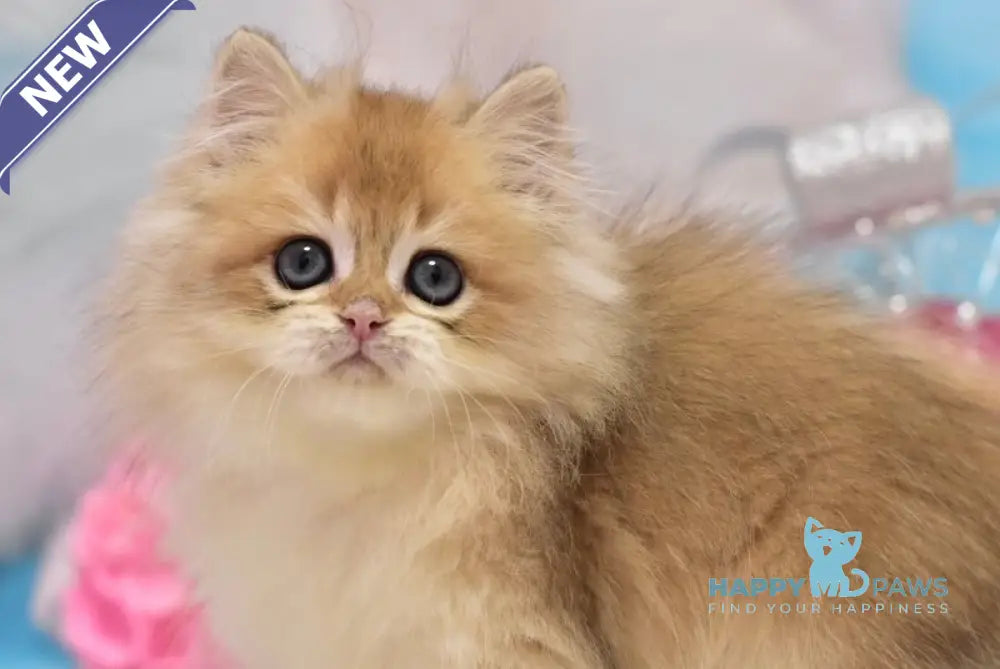 Casper British Longhair male black golden shaded live animals