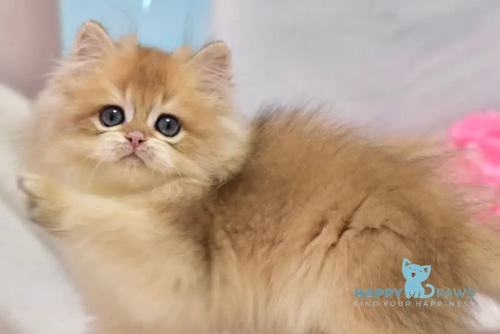 Casper British Longhair male black golden shaded live animals