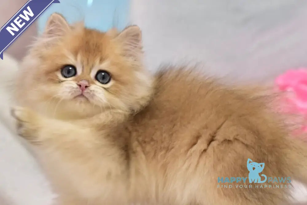 Casper British Longhair male black golden shaded live animals