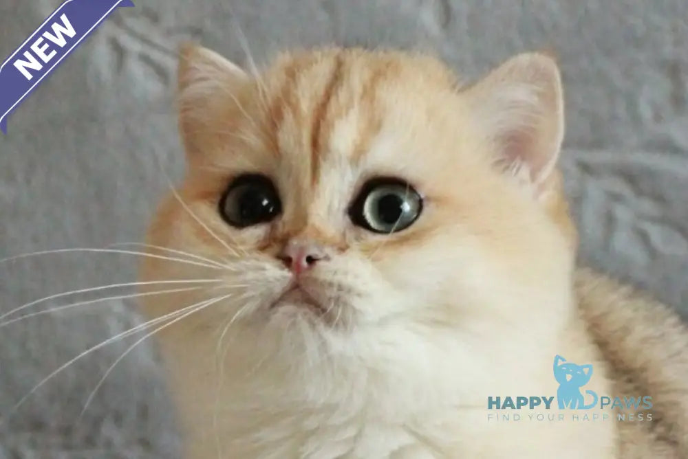 Casper British Shorthair male black golden chinchilla live animals