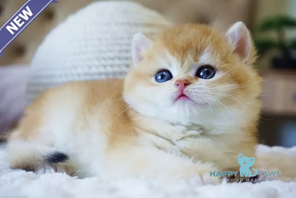 Casper British Shorthair male black golden chinchilla live animals
