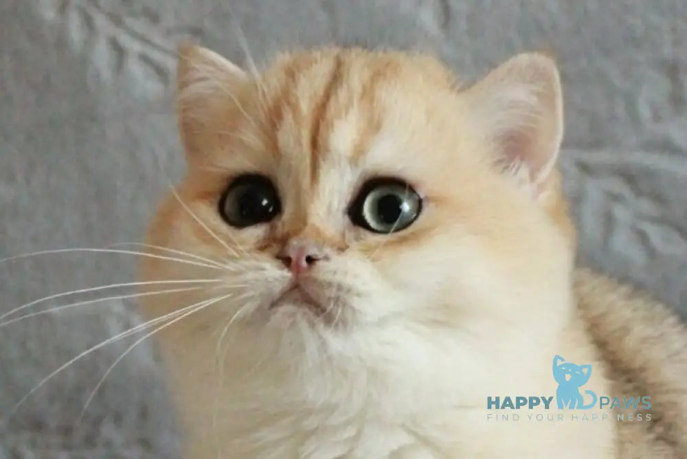 Casper British Shorthair male black golden chinchilla live animals