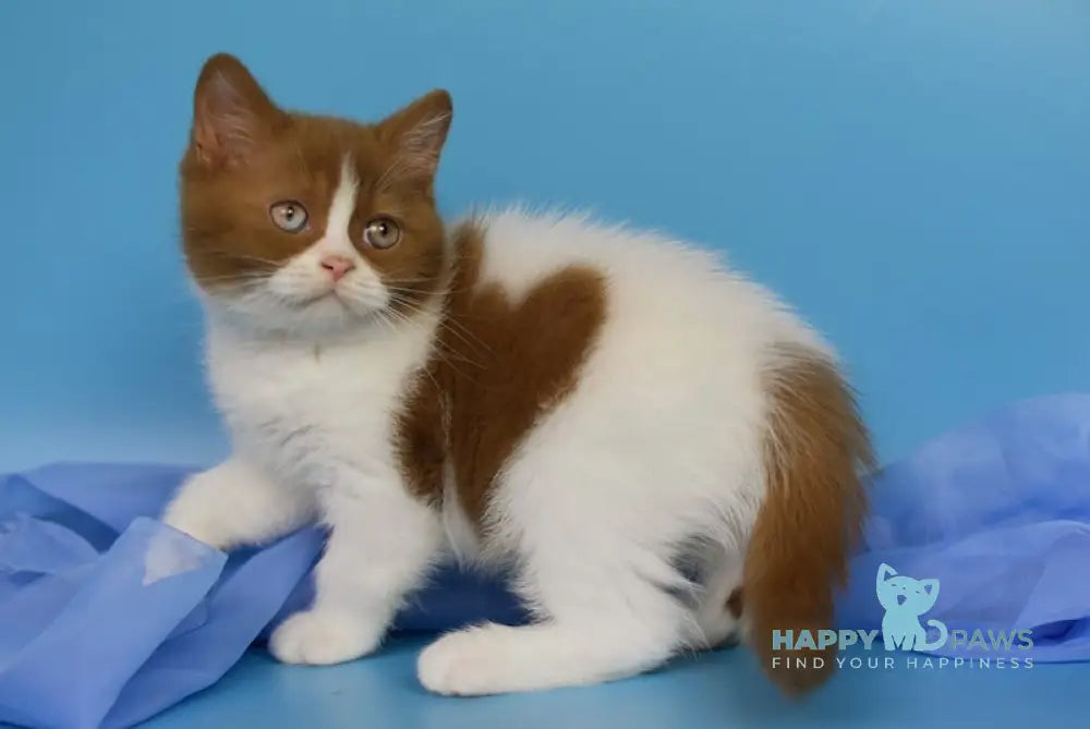 Casper British Shorthair male cinnamon bicolour live animals