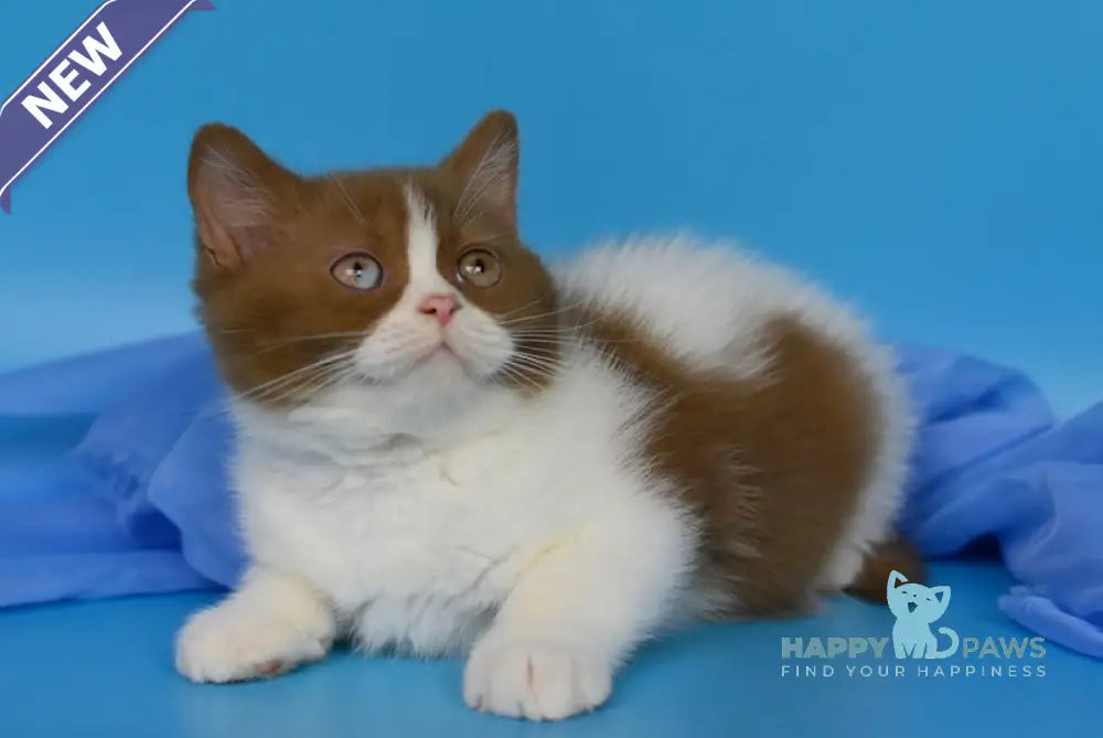 Casper British Shorthair male cinnamon bicolour live animals