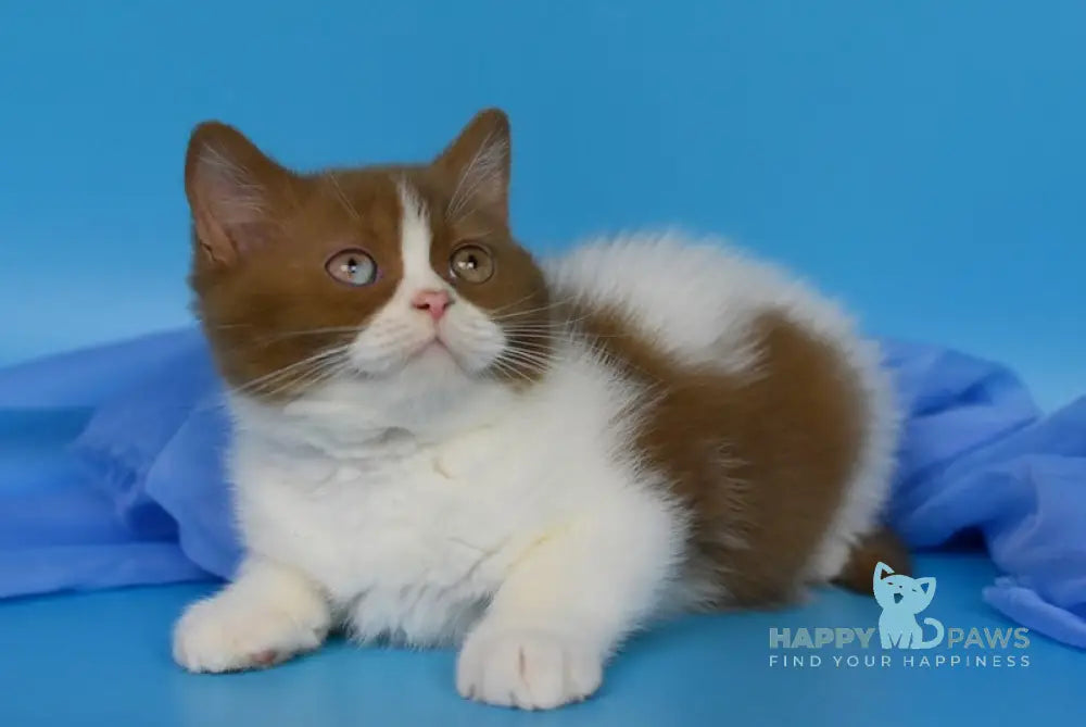 Casper British Shorthair male cinnamon bicolour live animals