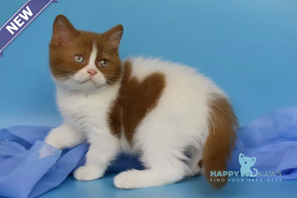 Casper British Shorthair male cinnamon bicolour live animals