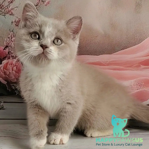 Casper British Shorthair male lilac bicolour - live animals