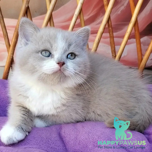 Casper British Shorthair male lilac bicolour - live animals