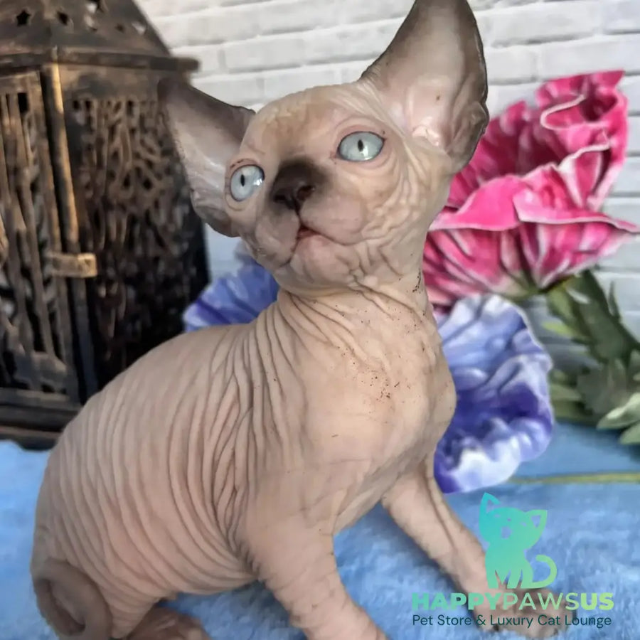 Casper Canadian Sphynx male black pointed - live animals