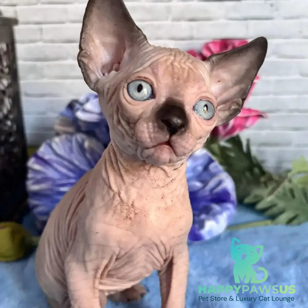 Casper Canadian Sphynx male black pointed - live animals