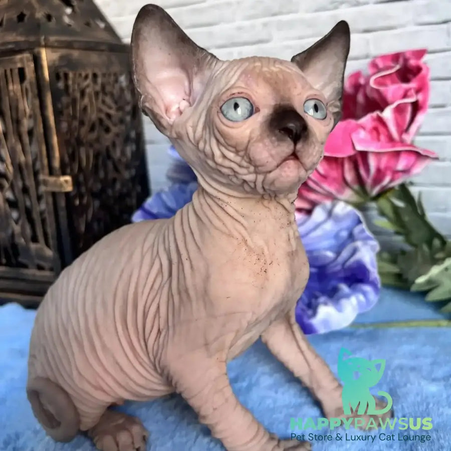 Casper Canadian Sphynx male black pointed - live animals