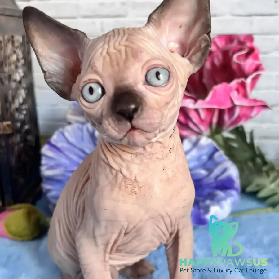 Casper Canadian Sphynx male black pointed - live animals