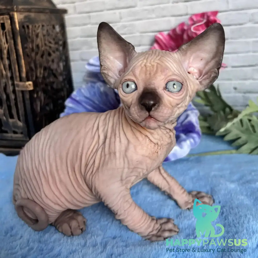 Casper Canadian Sphynx male black pointed - live animals