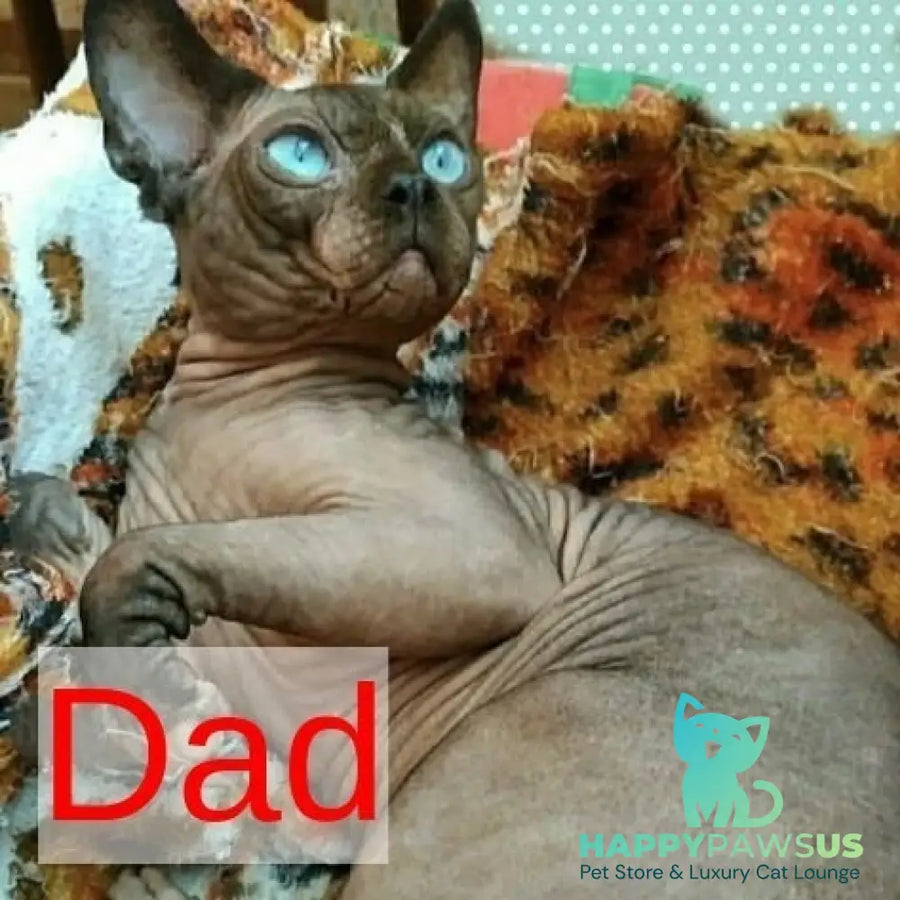 Casper Canadian Sphynx male black pointed - live animals