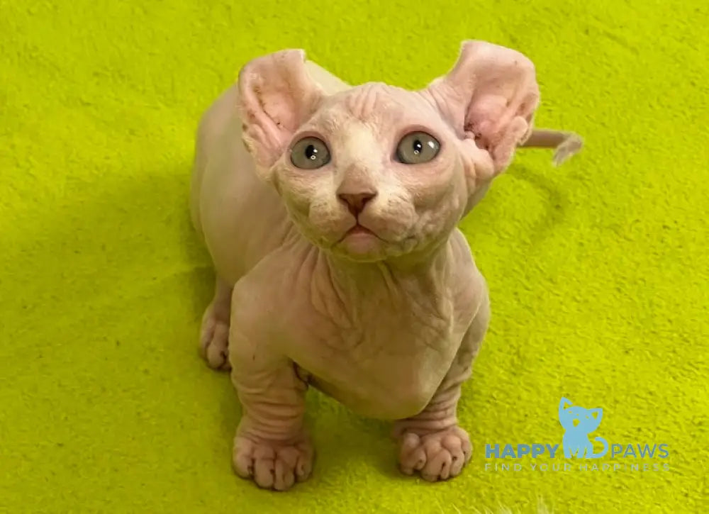 Casper Dwelf male white live animals