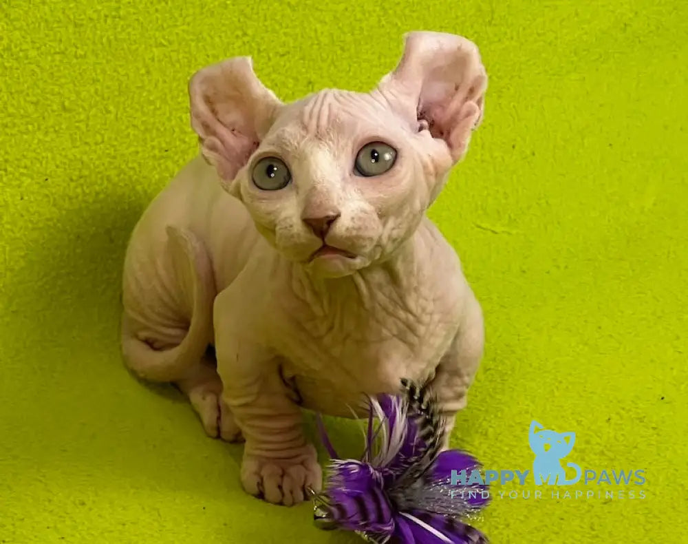 Casper Dwelf male white live animals