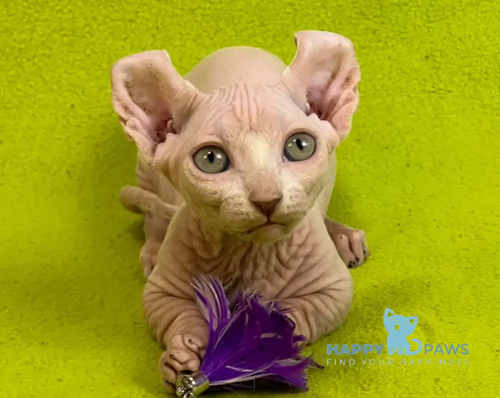 Casper Dwelf male white live animals