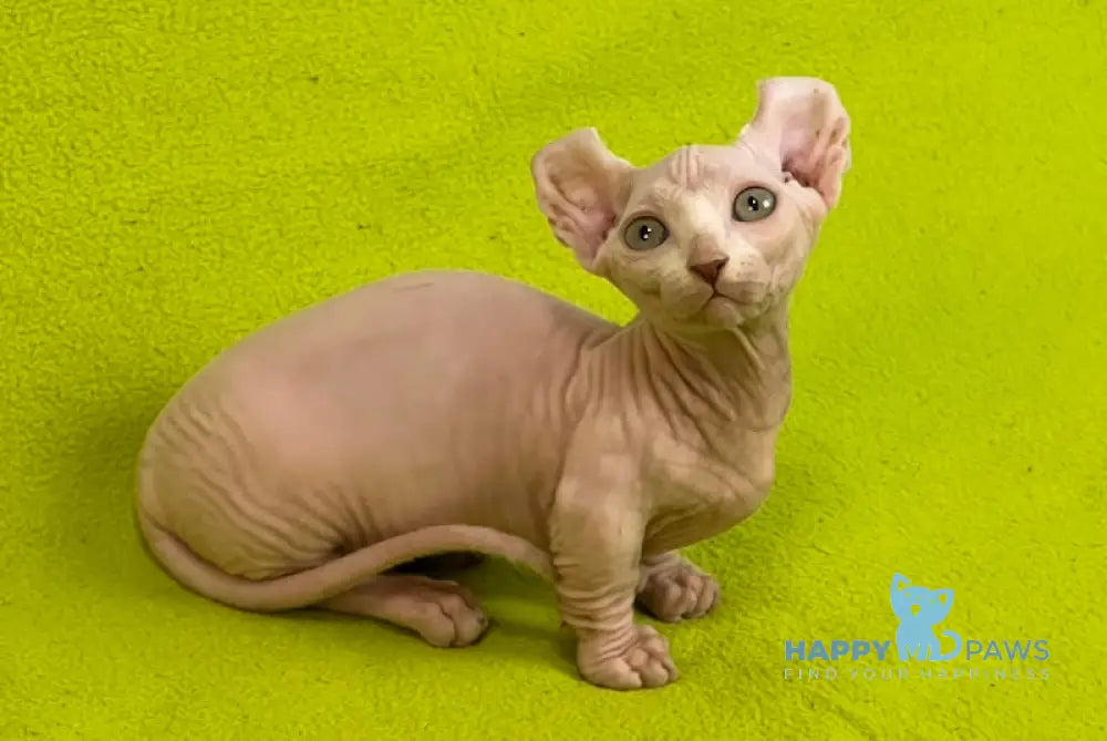 Casper Dwelf male white live animals