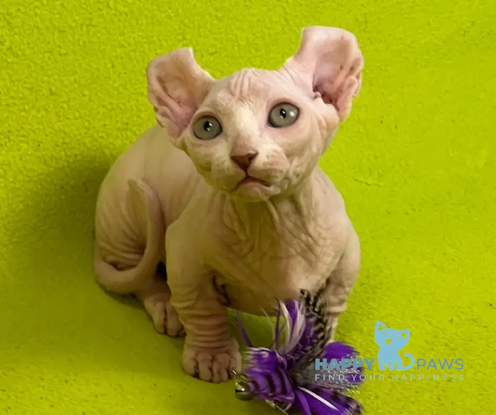 Casper Dwelf male white live animals