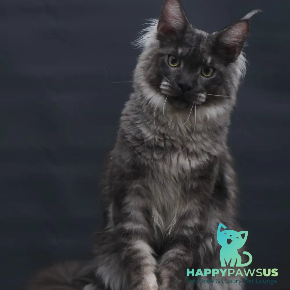 Casper Maine Coon male black silver - live animals