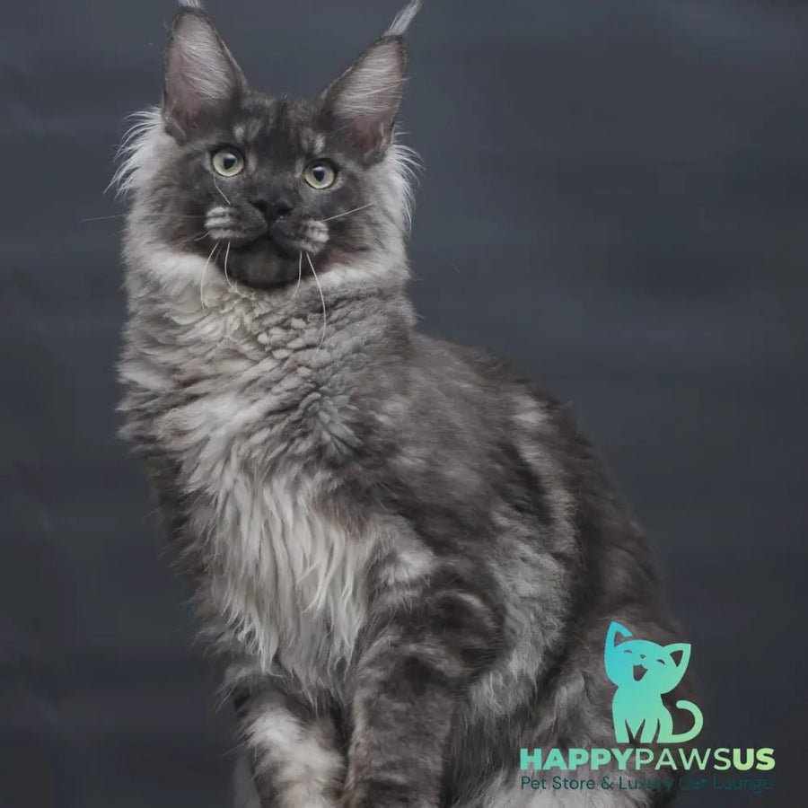 Casper Maine Coon male black silver - live animals