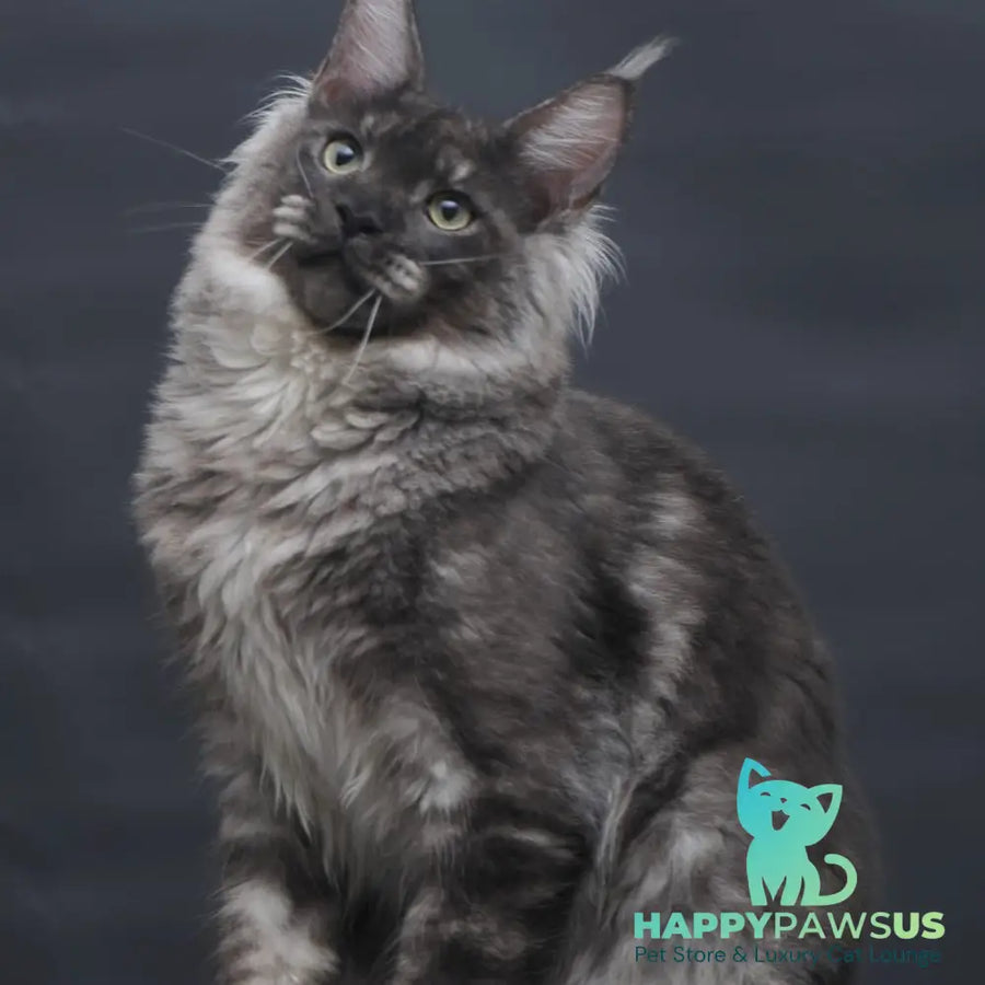 Casper Maine Coon male black silver - live animals