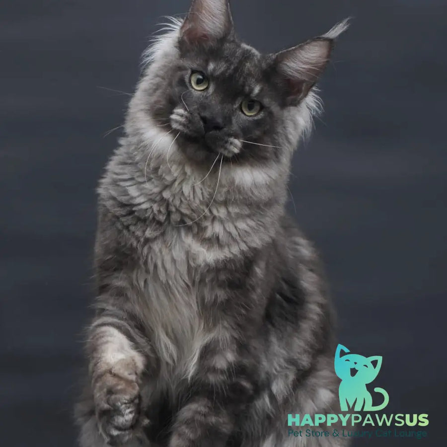 Casper Maine Coon male black silver - live animals