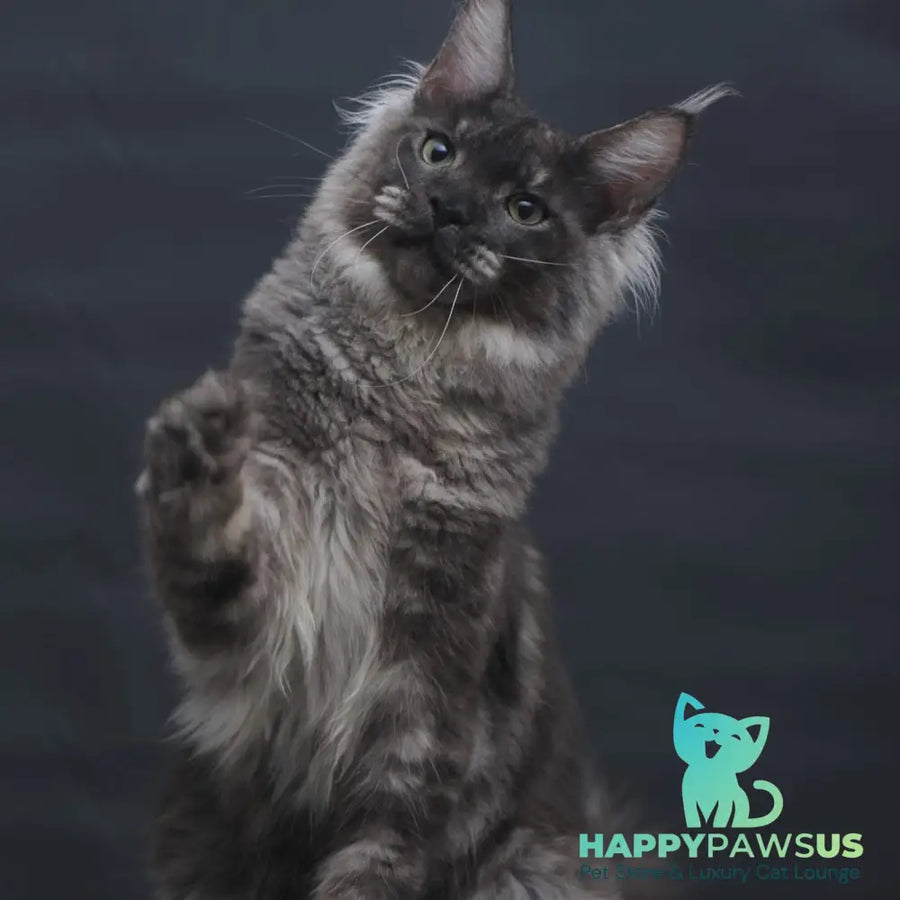 Casper Maine Coon male black silver - live animals